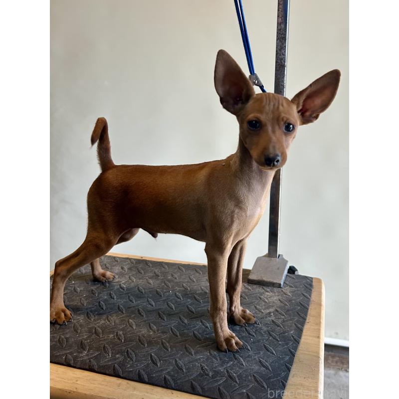 成約済の静岡県のミニチュアピンシャー(ミニピン)-413386の9枚目