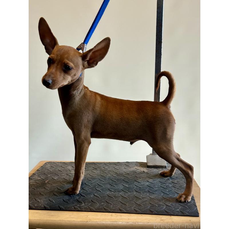 成約済の静岡県のミニチュアピンシャー(ミニピン)-413386の1枚目