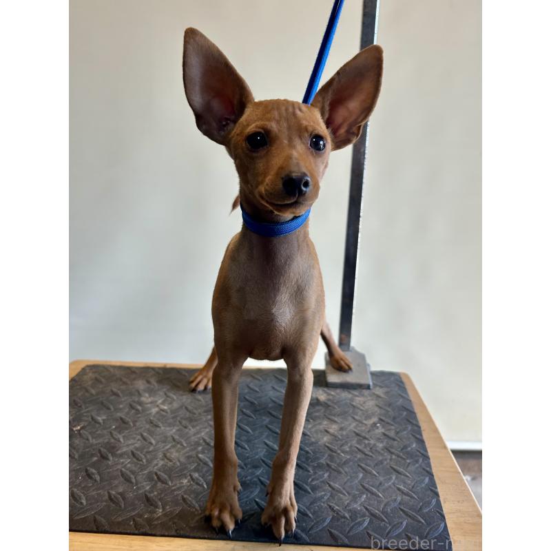 成約済の静岡県のミニチュアピンシャー(ミニピン)-413386の8枚目