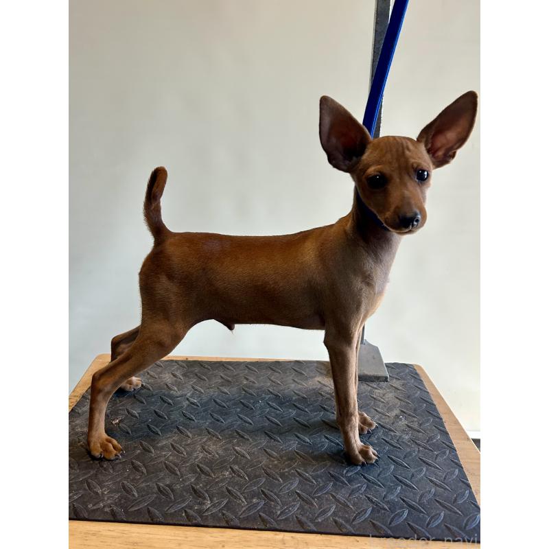 成約済の静岡県のミニチュアピンシャー(ミニピン)-413386の7枚目