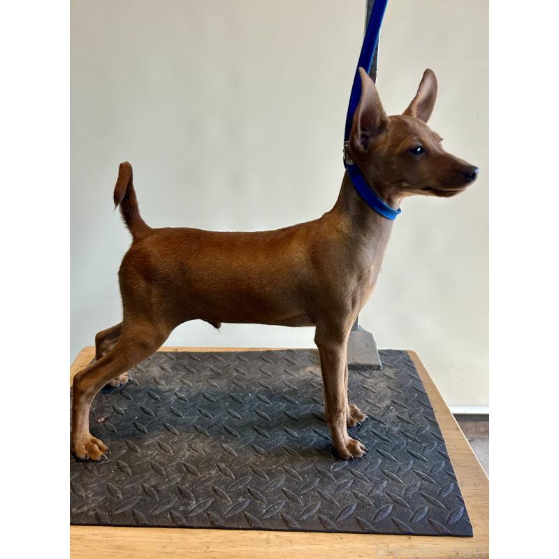 成約済の静岡県のミニチュアピンシャー(ミニピン)-413386の6枚目