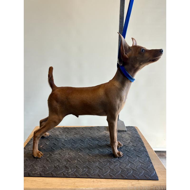 成約済の静岡県のミニチュアピンシャー(ミニピン)-413386の5枚目