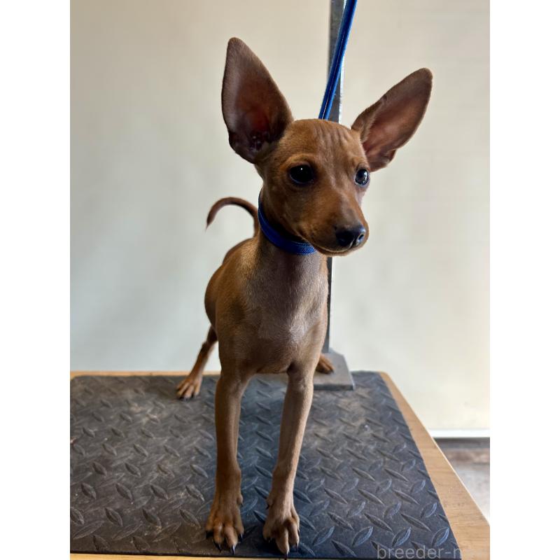 成約済の静岡県のミニチュアピンシャー(ミニピン)-413386の4枚目