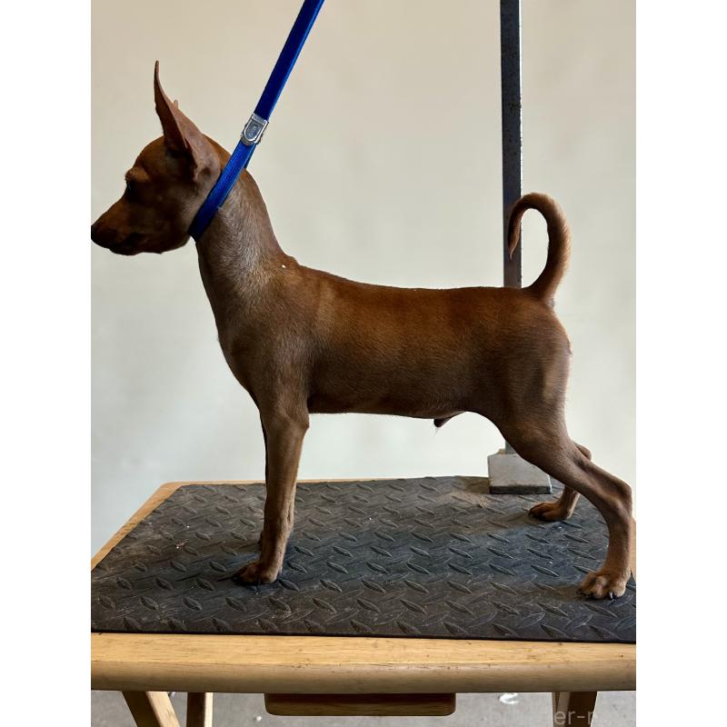 成約済の静岡県のミニチュアピンシャー(ミニピン)-413386の3枚目