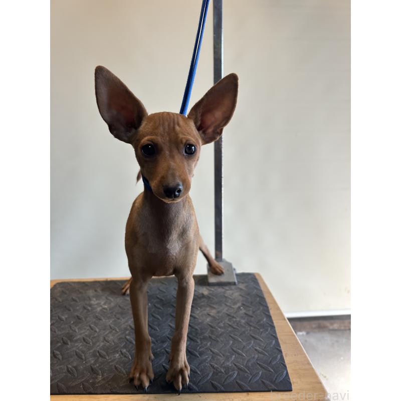 成約済の静岡県のミニチュアピンシャー(ミニピン)-413386の2枚目