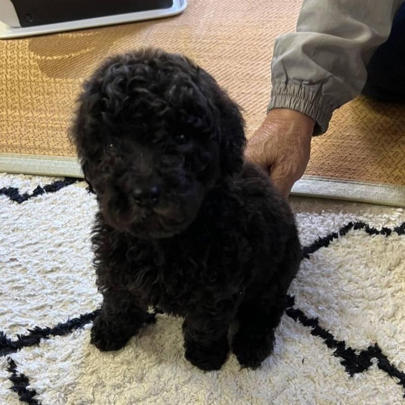 販売中の滋賀県のスタンダードプードル-427672の2枚目