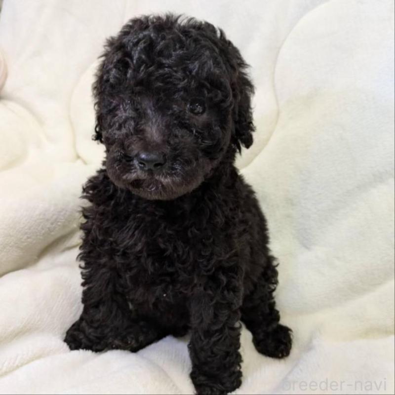 販売中の滋賀県のスタンダードプードル-427672の1枚目