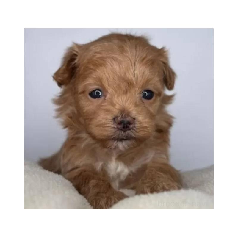 販売中の福島県のマルプー:マルチーズ×トイプードル-427673の4枚目