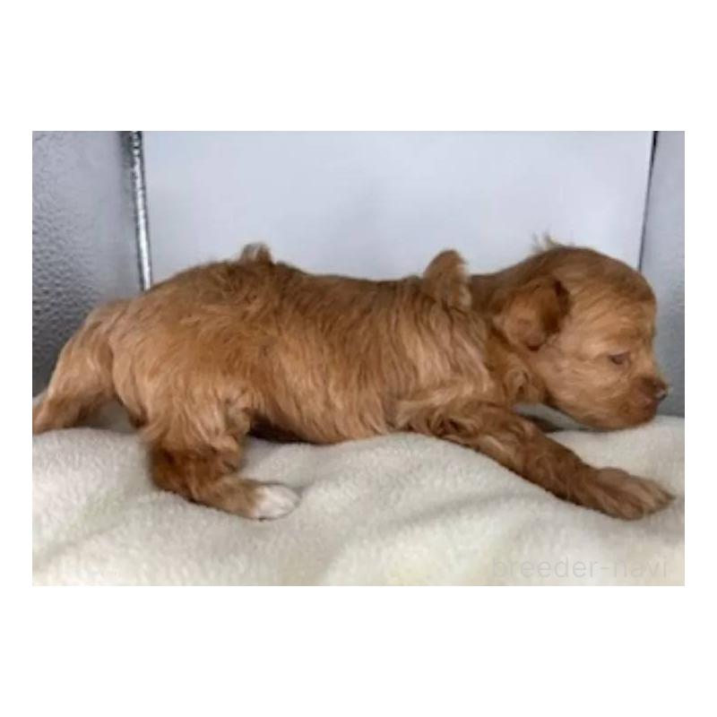 販売中の福島県のマルプー:マルチーズ×トイプードル-427673の5枚目