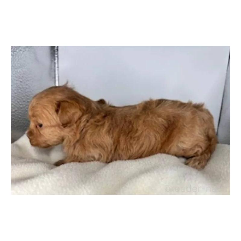 販売中の福島県のマルプー:マルチーズ×トイプードル-427673の3枚目