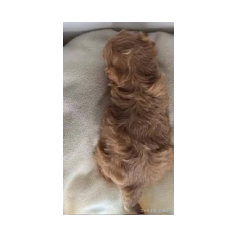 販売中の福島県のマルプー:マルチーズ×トイプードル-427673の2枚目