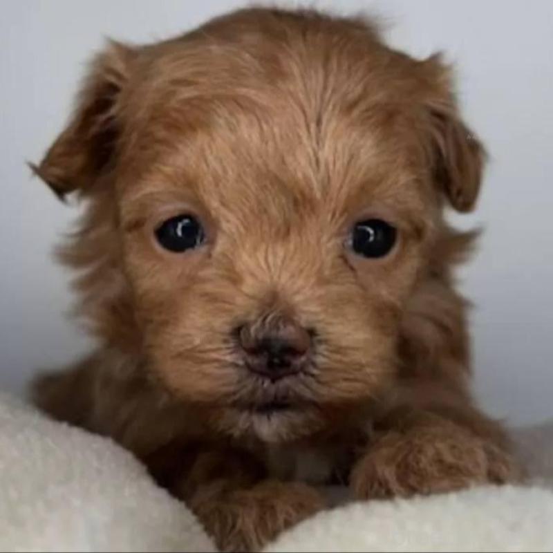 販売中ののマルプー:マルチーズ×トイプードル-427673