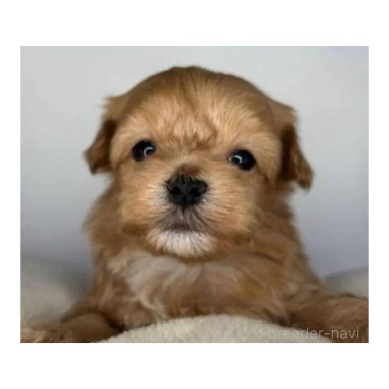 販売中の福島県のマルプー:マルチーズ×トイプードル-427674の5枚目