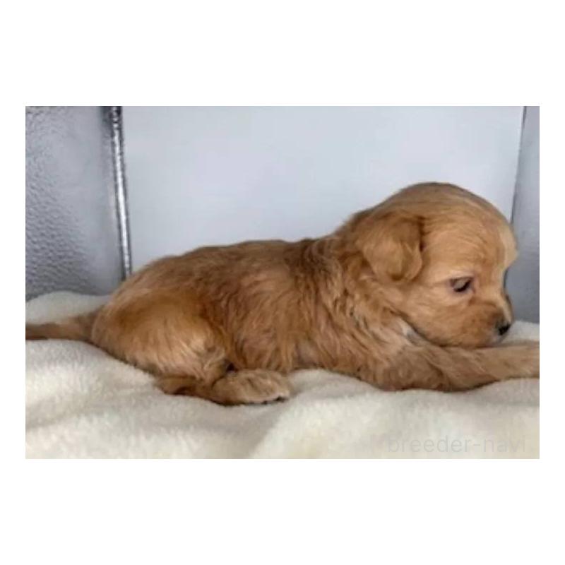 販売中の福島県のマルプー:マルチーズ×トイプードル-427674の3枚目