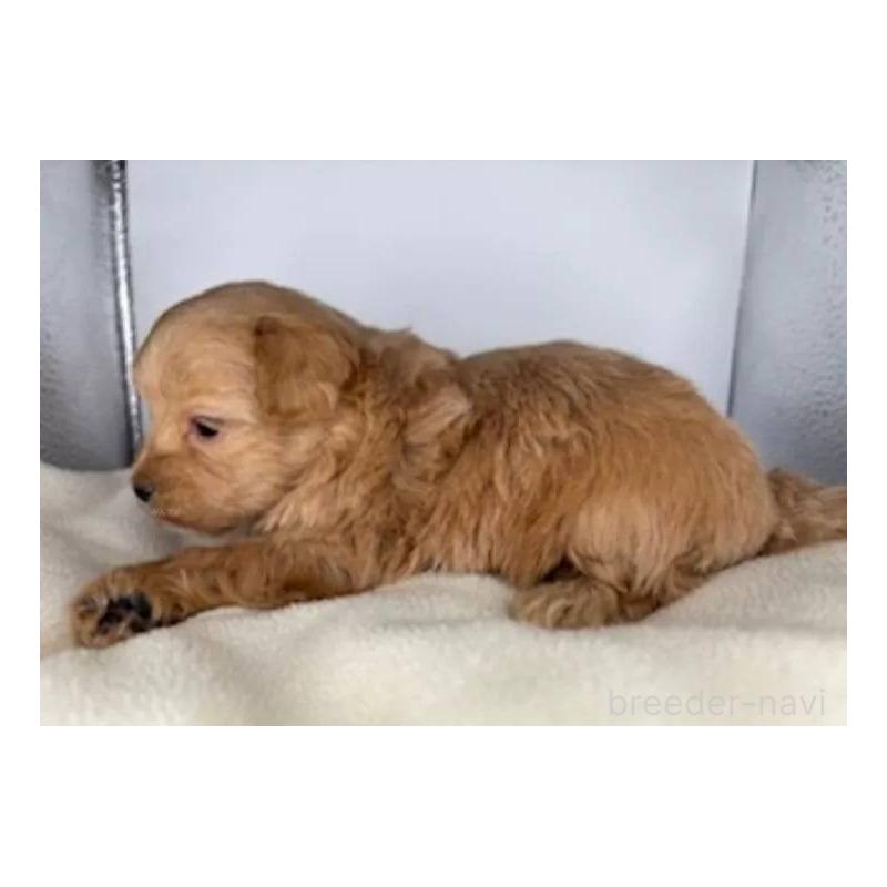 販売中の福島県のマルプー:マルチーズ×トイプードル-427674の4枚目