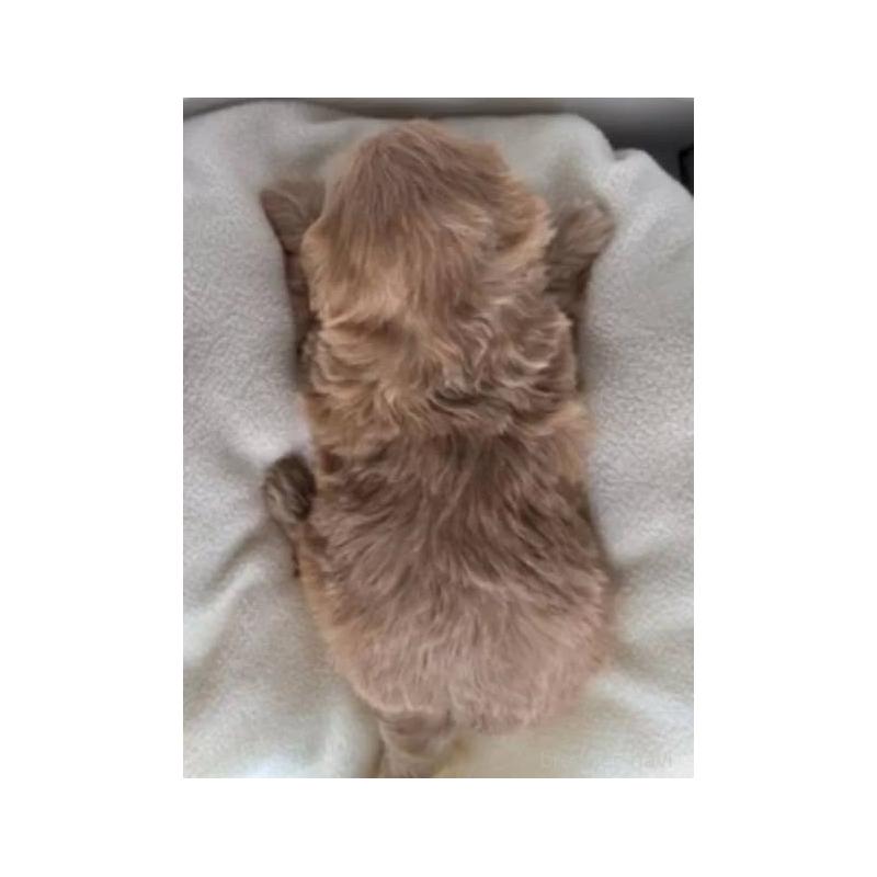 販売中の福島県のマルプー:マルチーズ×トイプードル-427674の2枚目