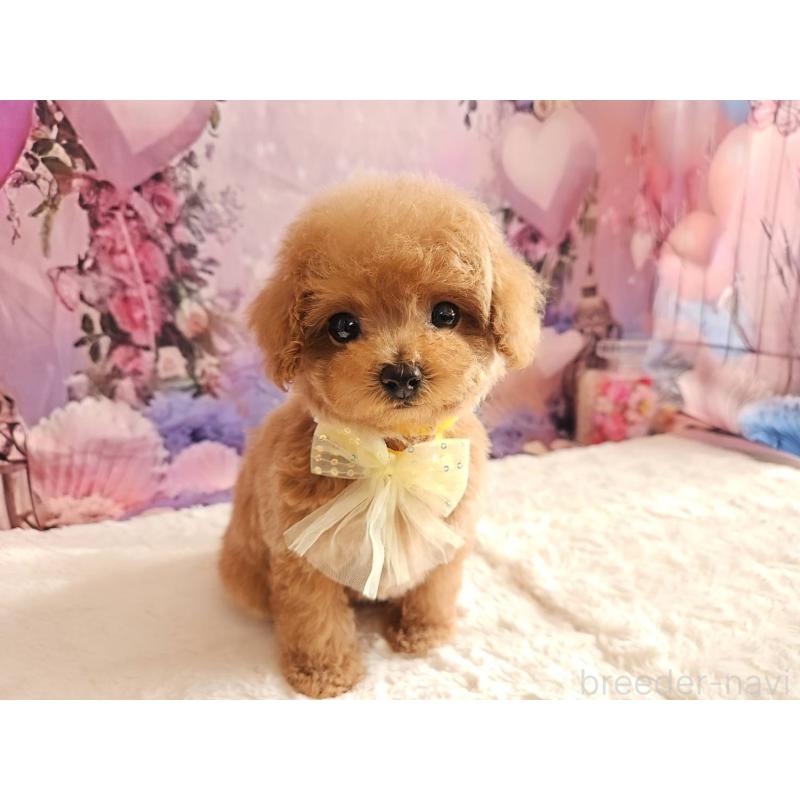 成約済の岐阜県のトイプードル-424808の13枚目