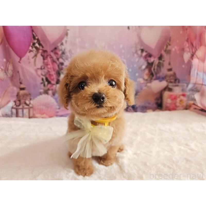 成約済の岐阜県のトイプードル-424808の12枚目