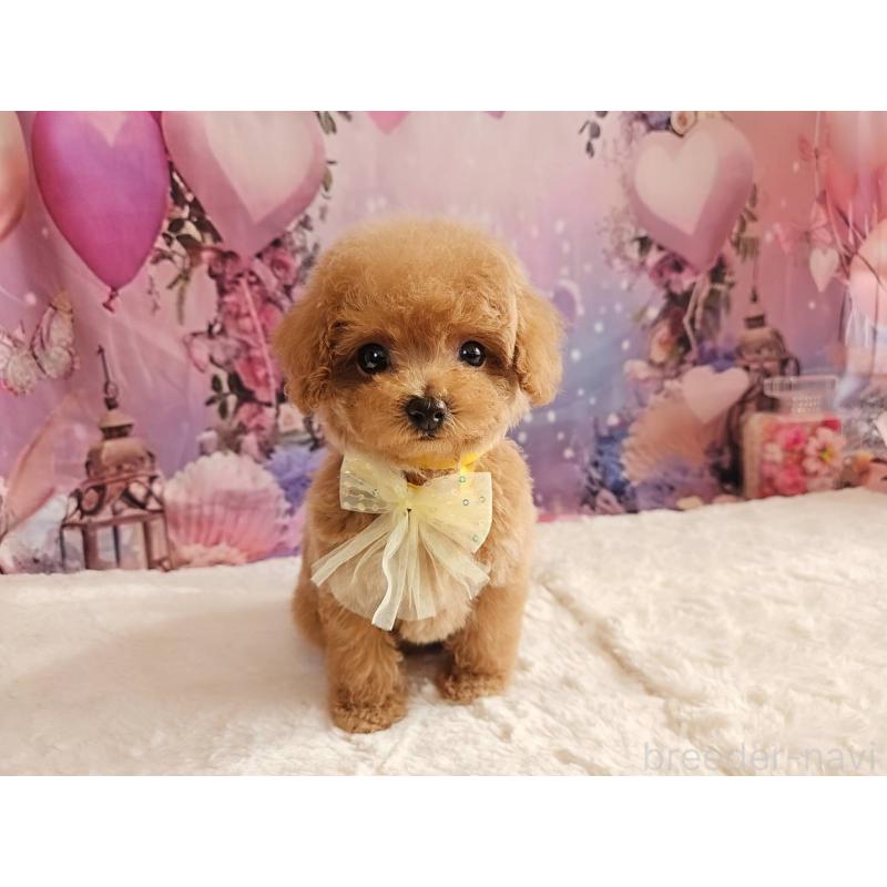 成約済の岐阜県のトイプードル-424808の10枚目