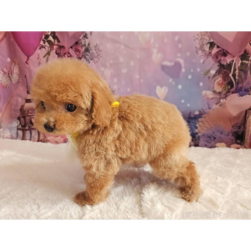 成約済の岐阜県のトイプードル-424808の9枚目