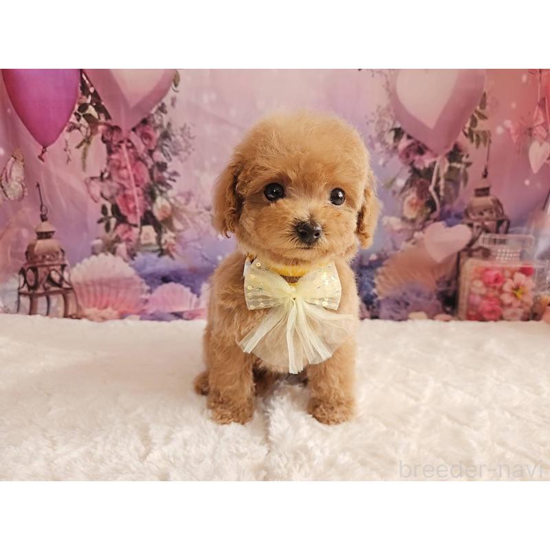 成約済の岐阜県のトイプードル-424808の7枚目