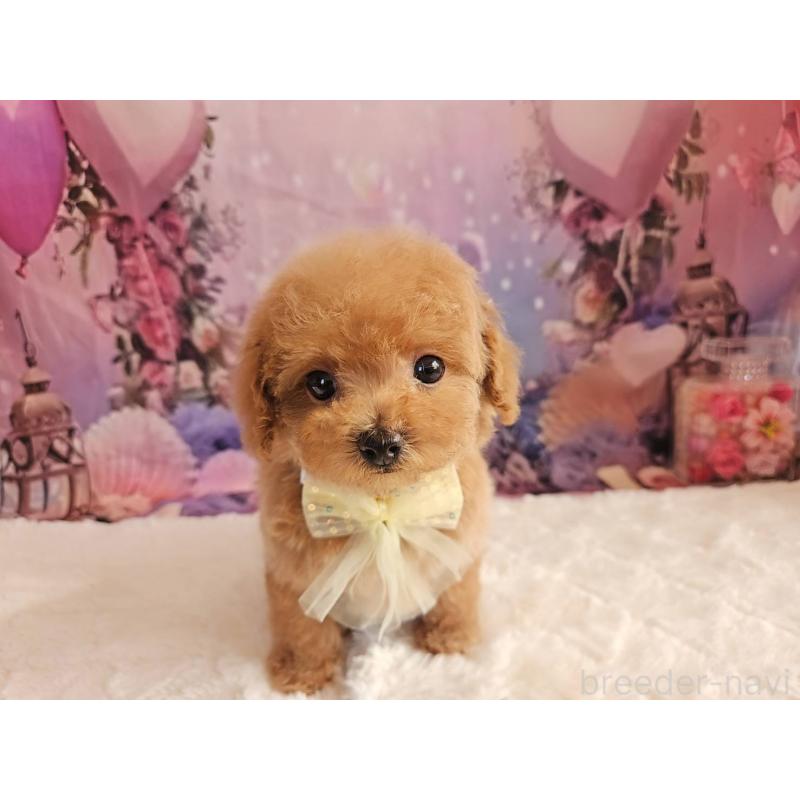 成約済の岐阜県のトイプードル-424808の6枚目