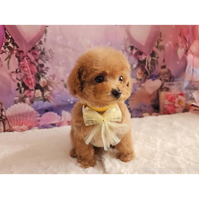 成約済の岐阜県のトイプードル-424808の5枚目