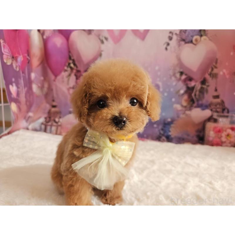 成約済の岐阜県のトイプードル-424808の4枚目