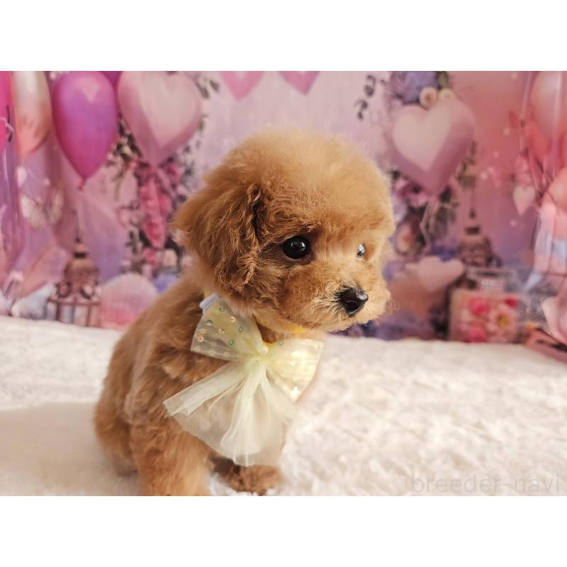 成約済の岐阜県のトイプードル-424808の3枚目