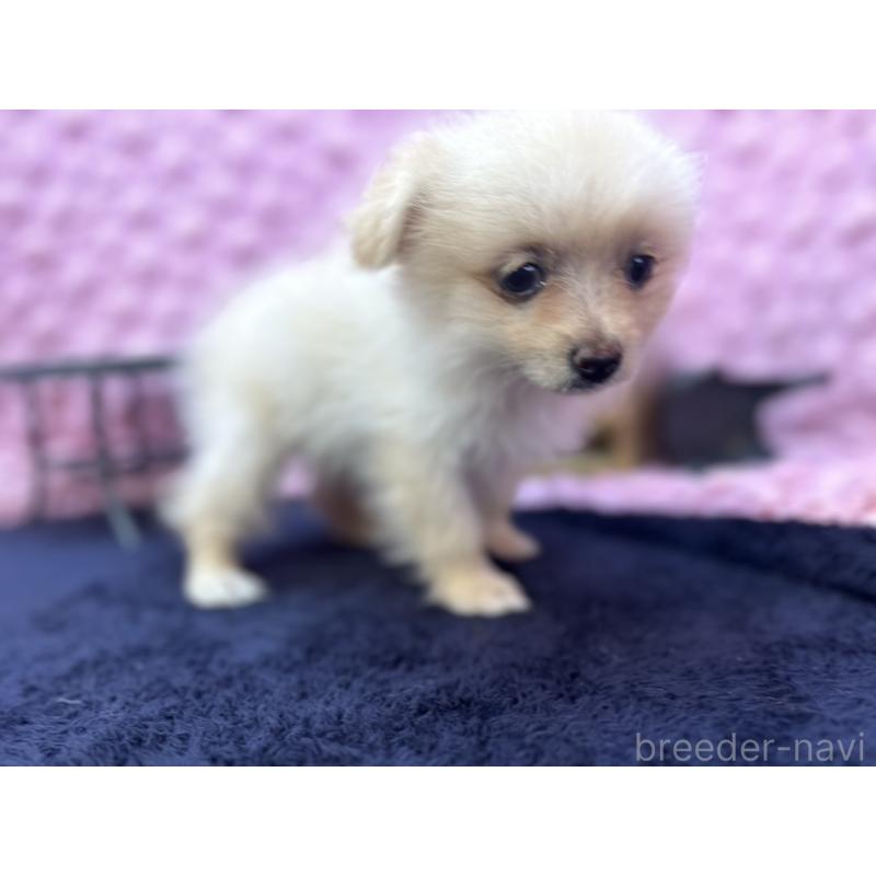 販売中の茨城県のポメラニアン-427675の10枚目