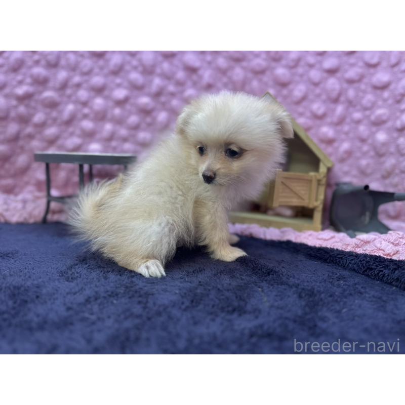 販売中の茨城県のポメラニアン-427675の9枚目