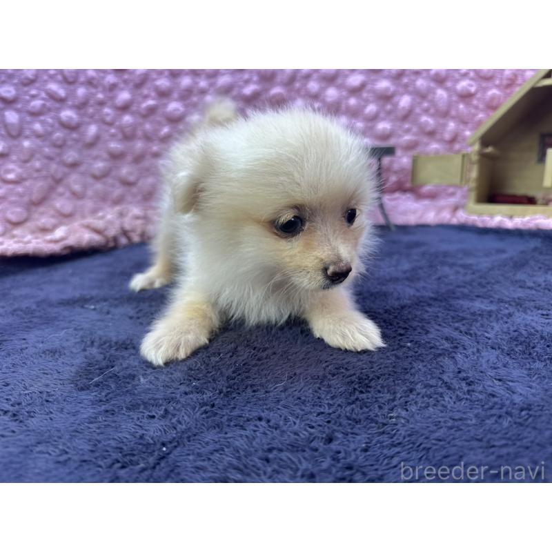 販売中の茨城県のポメラニアン-427675の8枚目