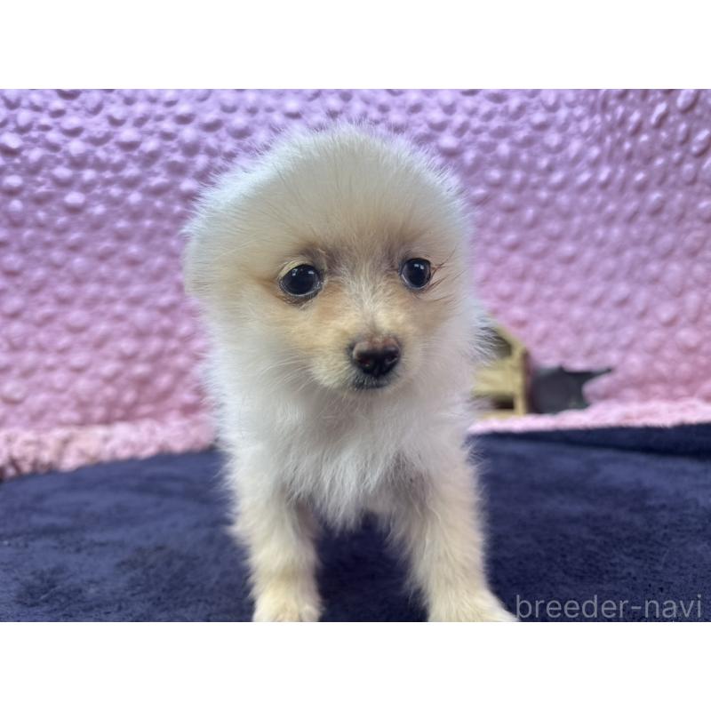 販売中の茨城県のポメラニアン-427675の7枚目