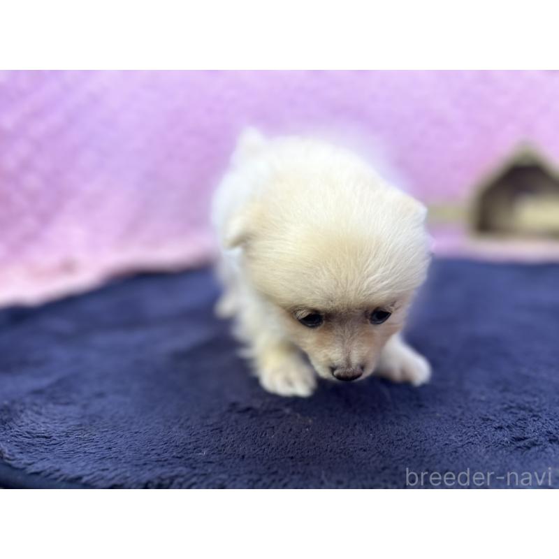 販売中の茨城県のポメラニアン-427675の6枚目