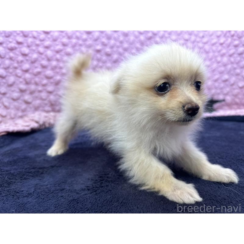 販売中の茨城県のポメラニアン-427675の5枚目