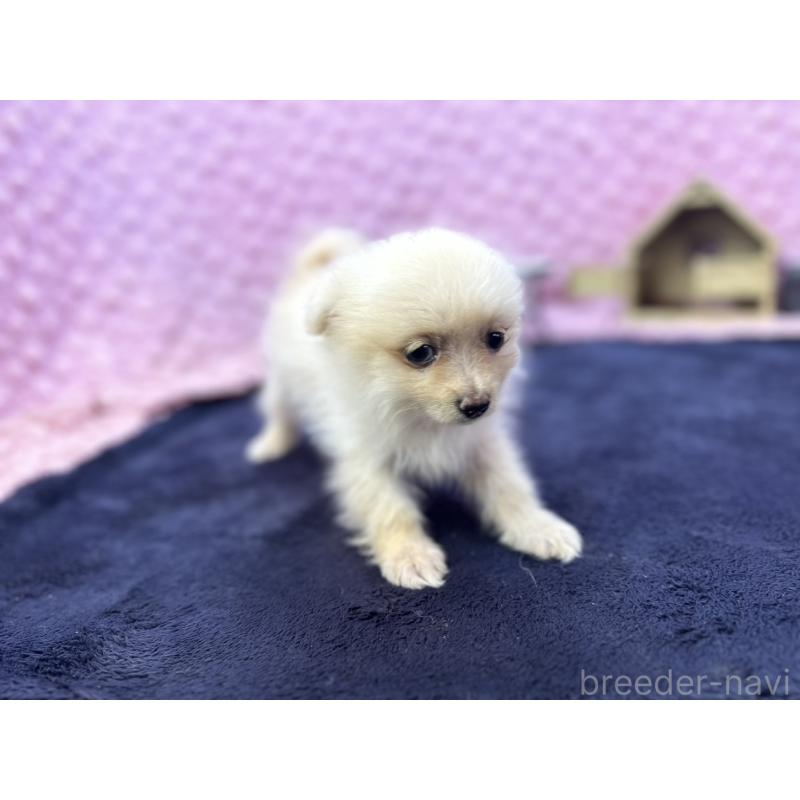 販売中の茨城県のポメラニアン-427675の4枚目