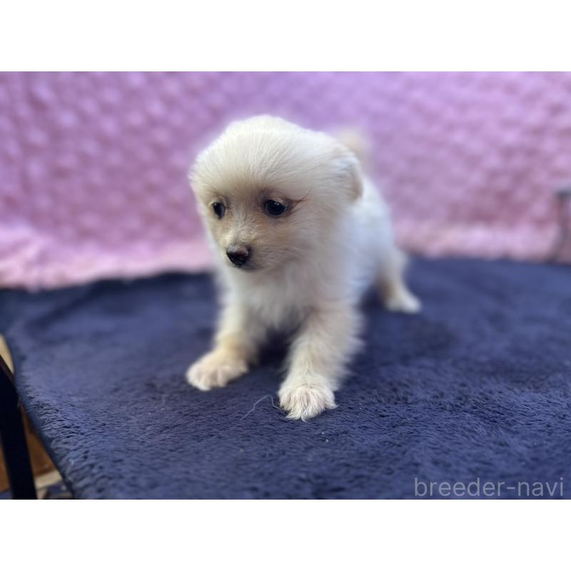 販売中の茨城県のポメラニアン-427675の3枚目