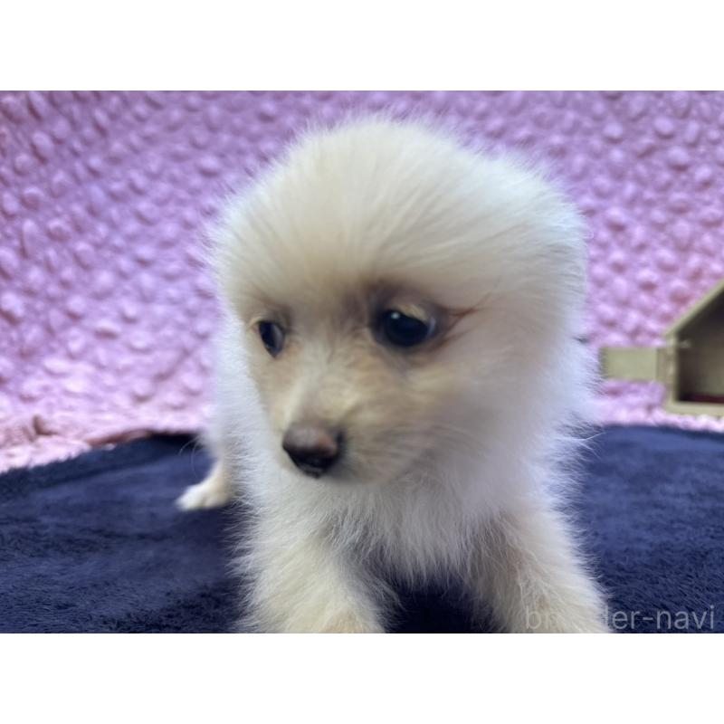 販売中の茨城県のポメラニアン-427675の2枚目