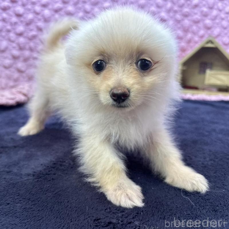 販売中の茨城県のポメラニアン-427675の1枚目