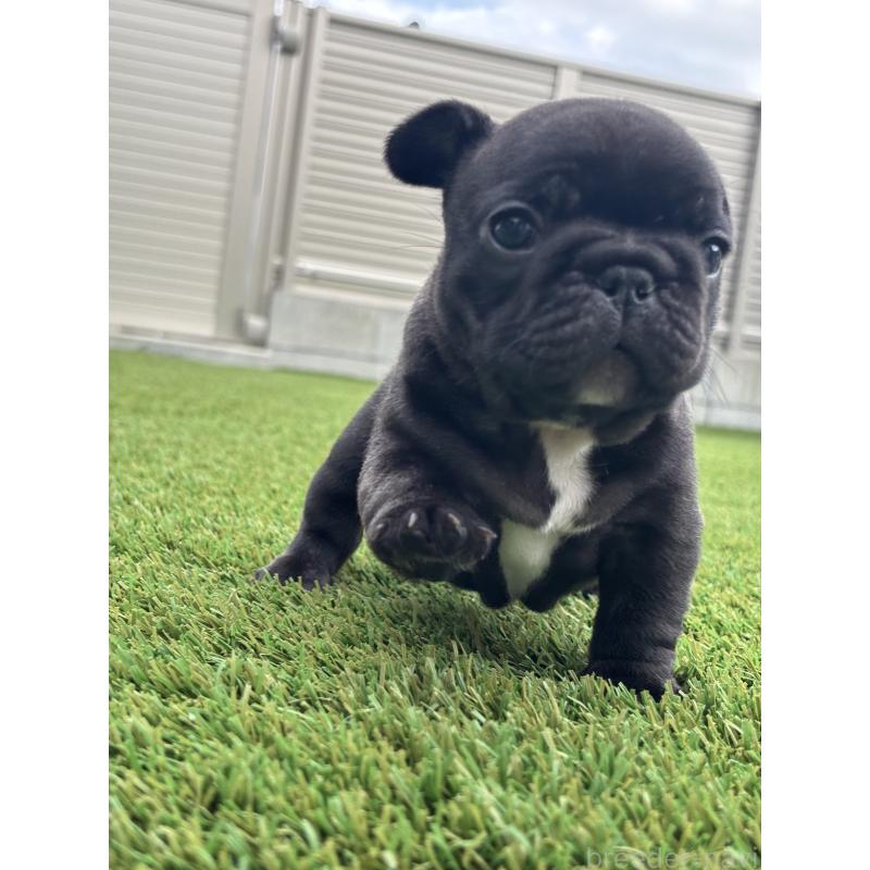 販売中の愛知県のフレンチブルドッグ-427677の3枚目