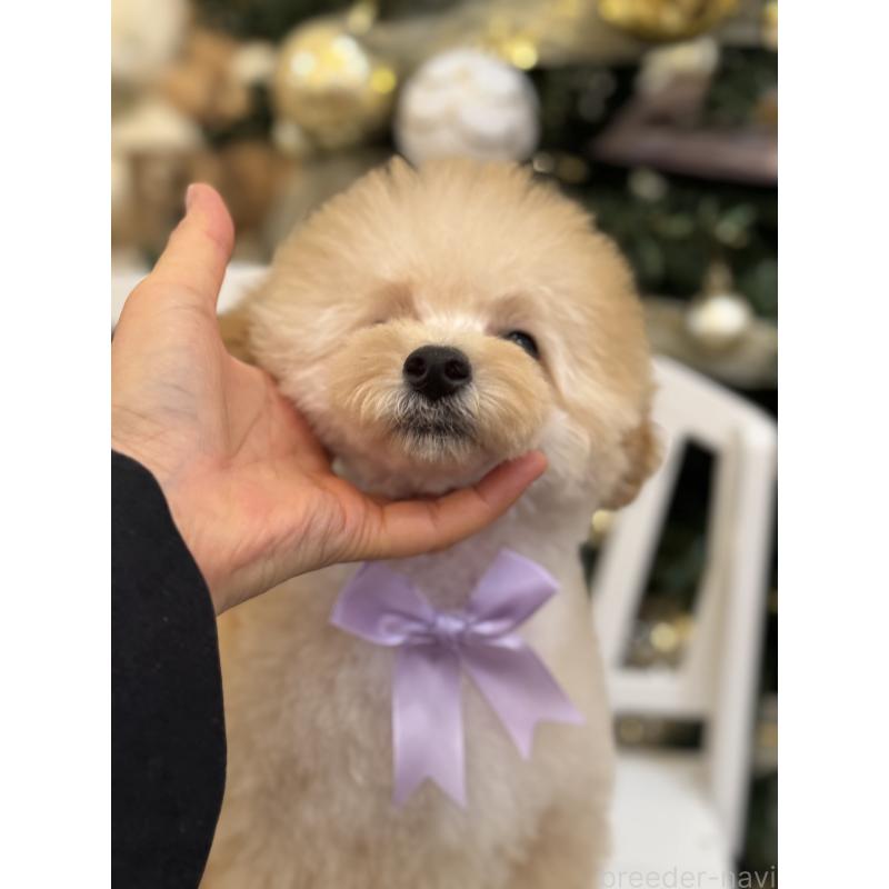 販売中の香川県のトイプードル-408920の7枚目