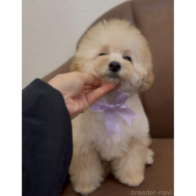 販売中の香川県のトイプードル-408920の6枚目