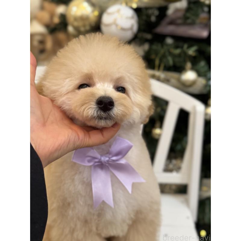 販売中の香川県のトイプードル-408920の5枚目