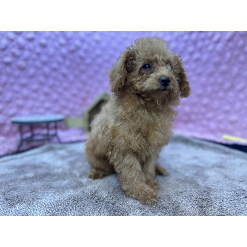 販売中の茨城県のトイプードル-427678の7枚目