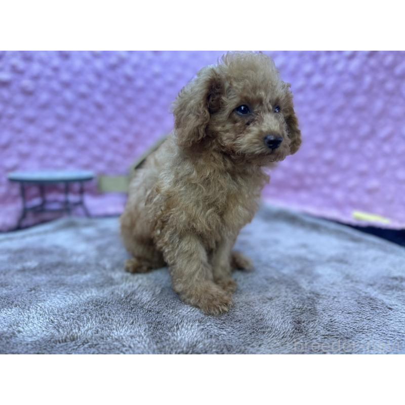 販売中の茨城県のトイプードル-427678の6枚目