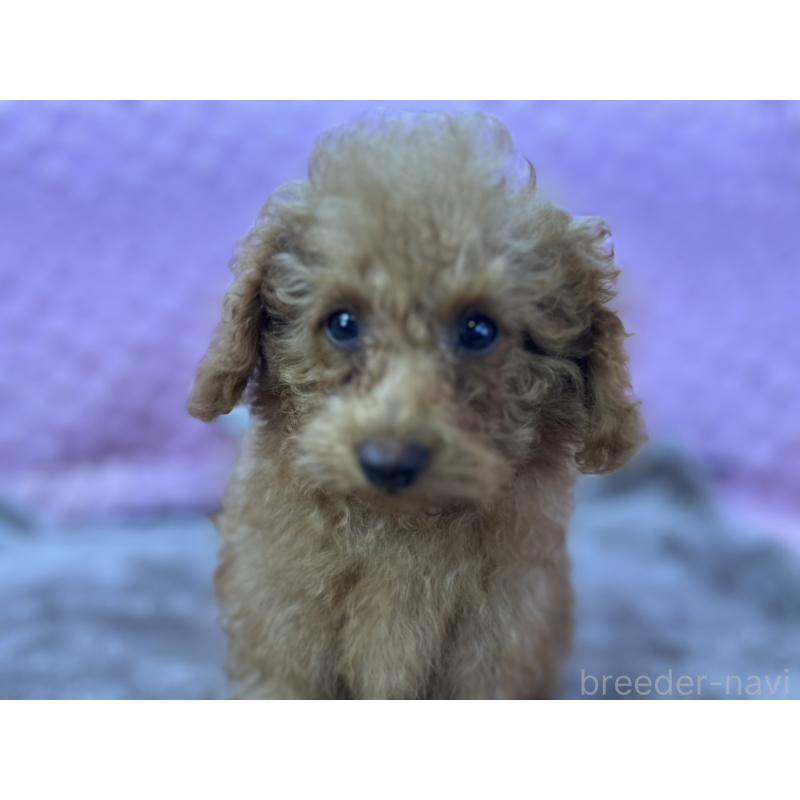 販売中の茨城県のトイプードル-427678の5枚目