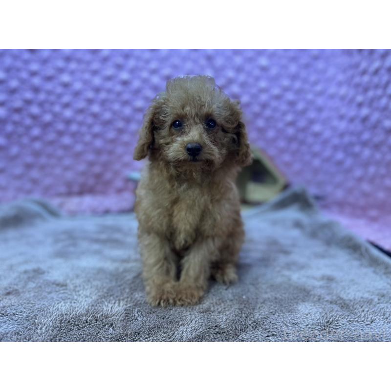 販売中の茨城県のトイプードル-427678の4枚目