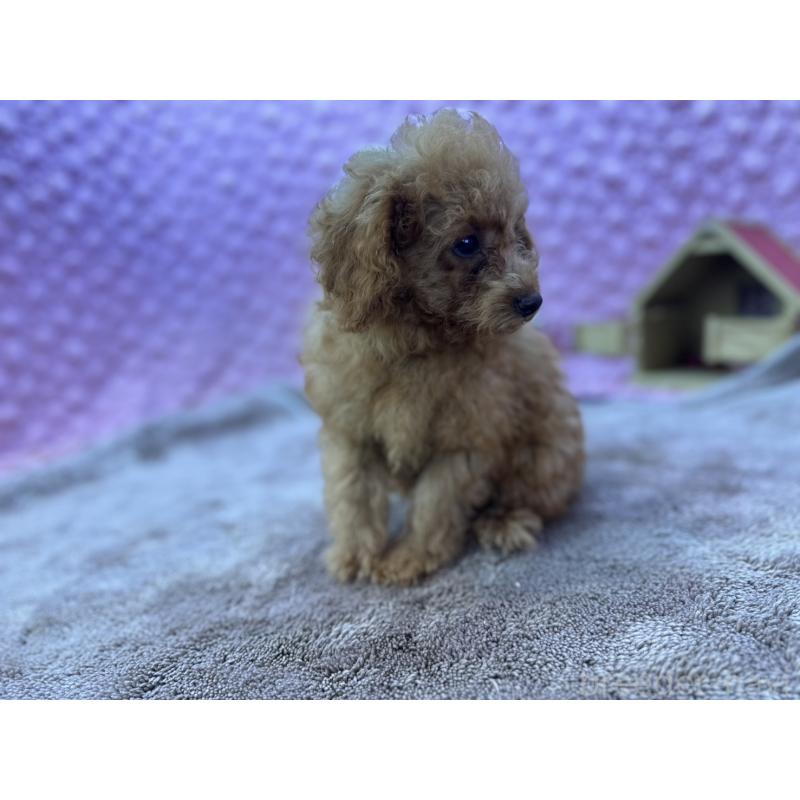 販売中の茨城県のトイプードル-427678の3枚目