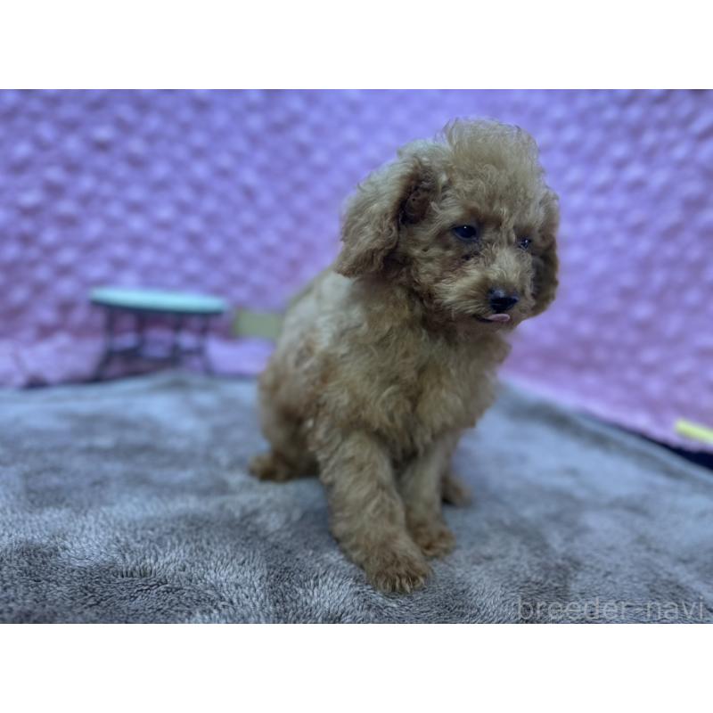 販売中の茨城県のトイプードル-427678の2枚目