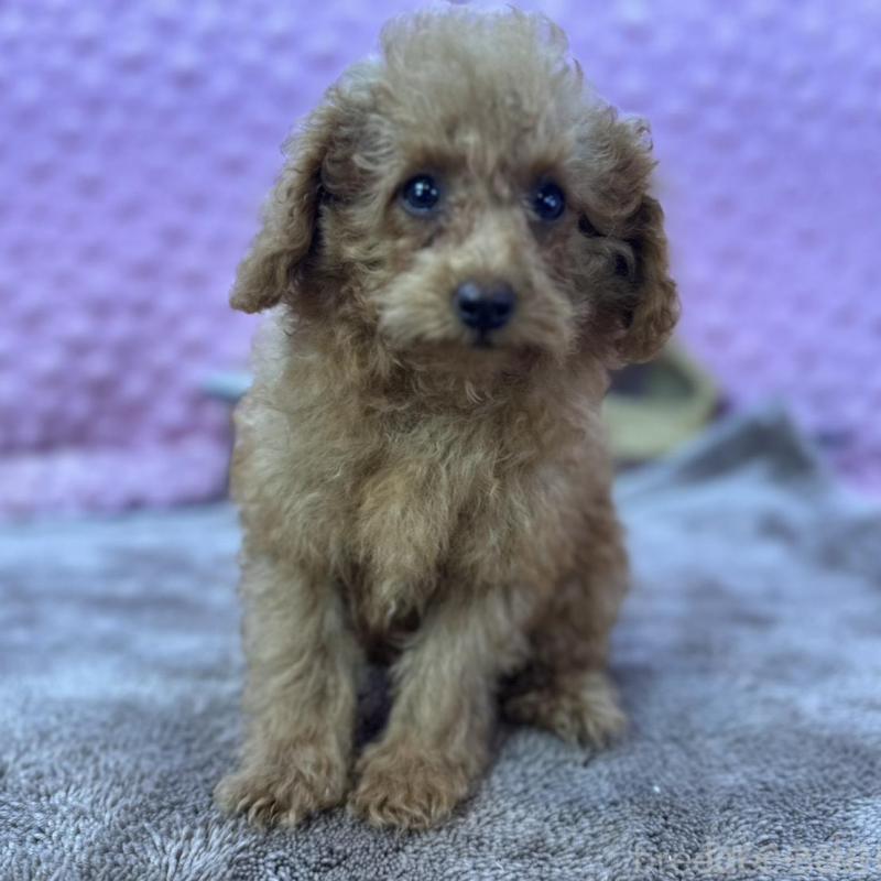 販売中の茨城県のトイプードル-427678の1枚目